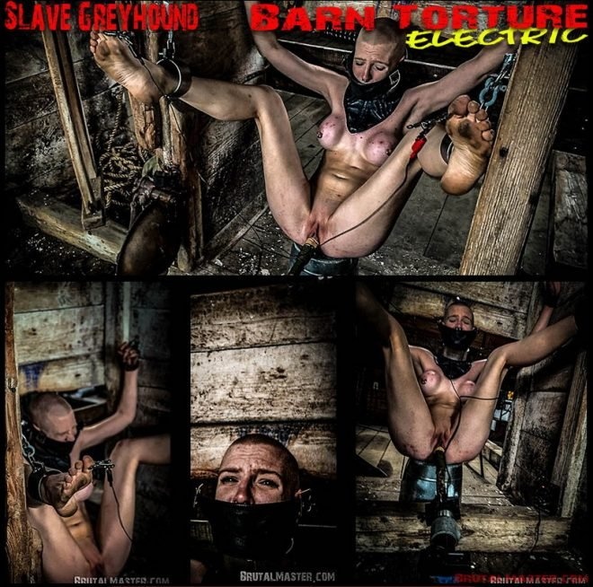 Slave Greyhound Barn Torture Electric [2022 | FullHD]
